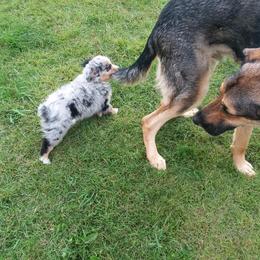 Miniature Australian Shepherd Puppies from GG'ss Aussies,LLC