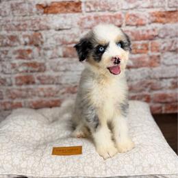 Tortellini BLUE EYES - male Australian Mountain Doodle puppy in Sweetwater, Florida from Sandy Snout Doodles