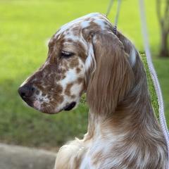 English Setters and Golden Retrievers from Sunset Golden Retrievers and English Setters