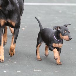 Manchester Terrier Puppies from JetCity Manchester Terriers