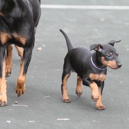 Manchester Terrier Puppies from JetCity Manchester Terriers