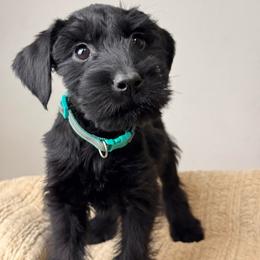 Girl 5 - Teal Collar - Black female Giant Schnauzer puppy in St George, Utah from Schnauzer Ranch