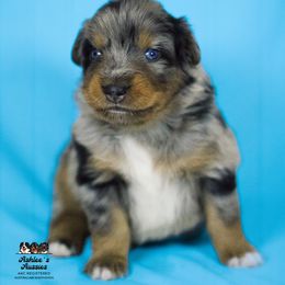 Australian Shepherd Puppies from Ashlee's Aussies