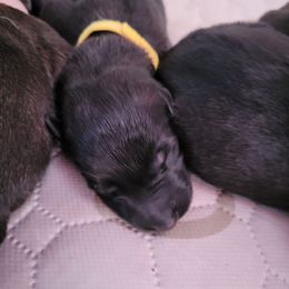 Yellow Collar Male - Black sable male Belgian Malinois puppy in Sanger, Texas from Faubion Malinois