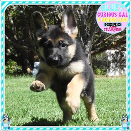 BLUEY TOO CUTE - Black and tan female German Shepherd puppy in Murrieta, California from Diamond Oaks German Shepherds