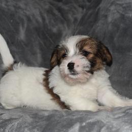 Edy Girl 3 - White and tan female Russell Terrier puppy in Middletown, Virginia from DBF Russell Terriers
