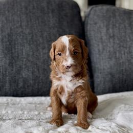 Cosmo - Red  male Goldendoodle puppy in St George, Utah from Doodle Bears of Southern Utah
