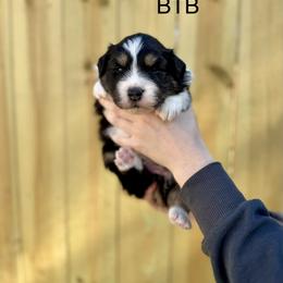 Citrine - Black tri-color female Australian Shepherd puppy in Augusta, Georgia from Incendia Aussies & Dobies