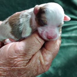 Dixie - Red merle female Miniature Australian Shepherd puppy in Mc Arthur, California from Kingscastle Ranch