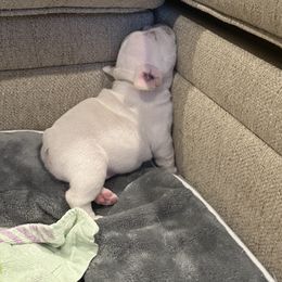 French Bulldog Puppies from 731 Frenchies