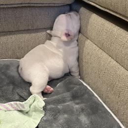 French Bulldog Puppies from 731 Frenchies