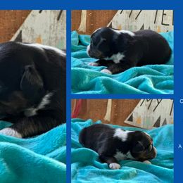 Darco - Black tri male Miniature American Shepherd puppy in Philpot, Kentucky from MarLoWin Aussies