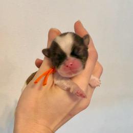 Valentino - Liver and white male Shih Tzu puppy in Stroud, Oklahoma from Laik’s Little Shihtz & Poms