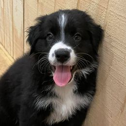 Australian Shepherds from Queen Creek Aussies