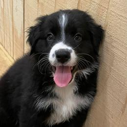 Australian Shepherds from Queen Creek Aussies
