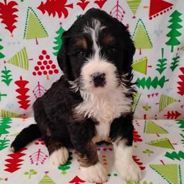 Ruby - Tri-color female Bernedoodle puppy in Arabi, Georgia from Huckadoodle Farm