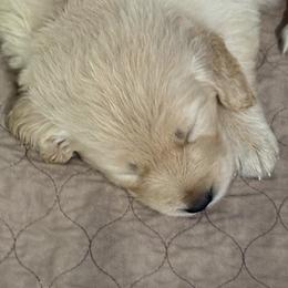 MALE- your puppy will be temperament matched to you - Light golden male Golden Retriever puppy in Yuba City, California from Family Loved Golden Retrievers