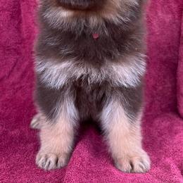 Female 2 - Black and tan female German Shepherd puppy in Allentown, Pennsylvania from VMH Shepherds