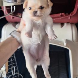 Barbie - Cream and white female Chihuahua puppy in Haines City, Florida from Kassafina Kennel