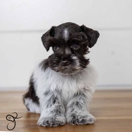 Grizz - Parti Miniature Schnauzer puppy in Diamond Valley, Utah from JoJo's Schnauzers