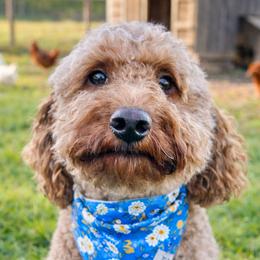 ABIGAIL - Goldendoodle