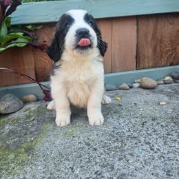 River - Red and white female Saint Bernard puppy in Castle Rock, Washington from PNW Saint Berdoodles
