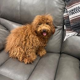 Papa - Red  male Poodle puppy in Riverside, California from Poodles and Frenchies