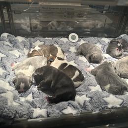 French Bulldog Puppies from Puget Sound Frenchies