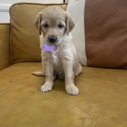 Goldendoodle Puppies from Marshall Goldendoodles