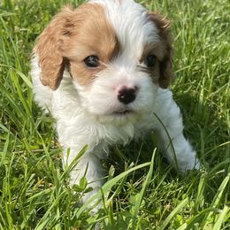 ELI - Blenheim male Cavapoo puppy in Lexington, Kentucky from Callaway's Cavaliers