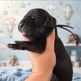 Black tan or brindle point navy - Black male Great Dane puppy in Port Clinton, Ohio from LakeSide Danes