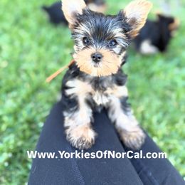 Orange Collar Male - Black and gold male Yorkshire Terrier puppy in Concord, California from Real Yorkies of NorCal