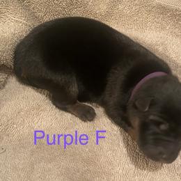 Purple collar girl - Black and red female German Shepherd puppy in Coleta, Illinois from Four Leaf Farm- Vom Vierblättriges Bauernhof