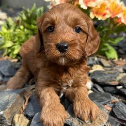 Dory - Red female Australian Labradoodle puppy in Roseville, California from Darby Park Doodles