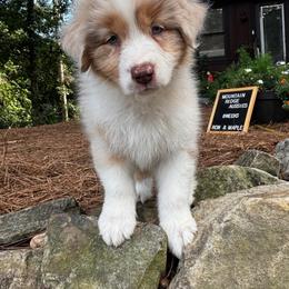 Kindle - Red merle female Australian Shepherd puppy in Murrayville, Georgia from Mountain Ridge Aussies