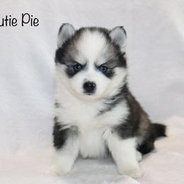 Cutie Pie - Black and white female Pomsky puppy in Denham Springs, Louisiana from Bayouland Pomskies