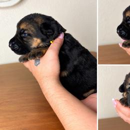 Quinn - Black and tan female German Shepherd puppy in Florida from Best Shepherds