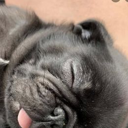 Pugs from Luv-A-Pug