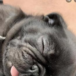 Pugs from Luv-A-Pug