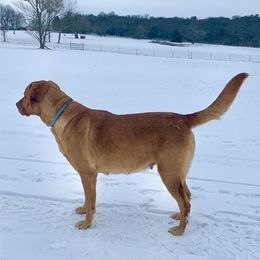 Miranda - Labrador Retriever