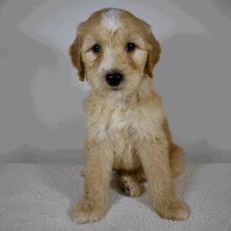 Swanky Hank - Black Goldendoodle puppy in Millington, Tennessee from POP Goldendoodles