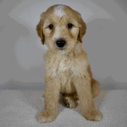 Swanky Hank - Black Goldendoodle puppy in Millington, Tennessee from POP Goldendoodles