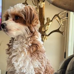 Coco Chanel - Goldendoodle