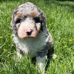 Legion - Merle male Bernedoodle puppy in Sherman, Illinois from Shirl Doodle Life
