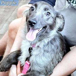 Poppie - Blue merle female Miniature Australian Shepherd puppy in Punta Gorda, Florida from Christie's Creekside Aussies