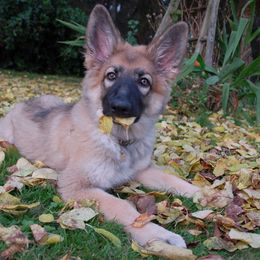 Shiloh Shepherd Puppies from Solace Shilohs