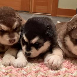 Alaskan Malamutes from NORTH WINDS ALASKAN MALAMUTES