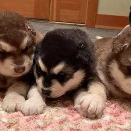 Alaskan Malamutes from NORTH WINDS ALASKAN MALAMUTES