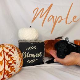 Maple - Black female Goldendoodle puppy in Cedartown, Georgia from Loyal Doodles