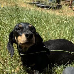 Baylee - Dachshund